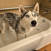 Lost Pet Image