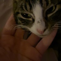 Lost Pet Image