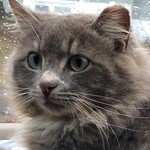 Rocko, American Grey Cat, lost pet near Taylors, SC