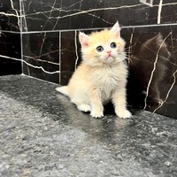 Lost Pet Image