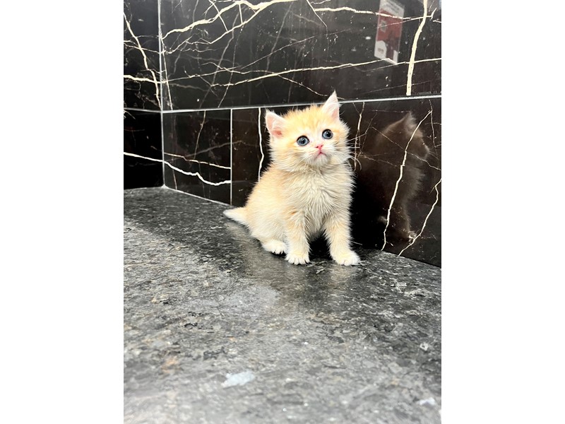 Pet Photo