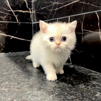 Lost Pet Image