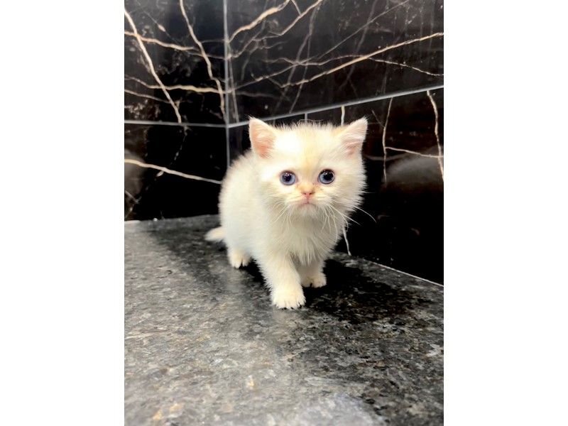 Pet Photo