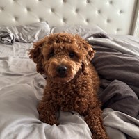 Lost Pet Image