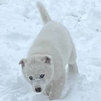 Lost Pet Image