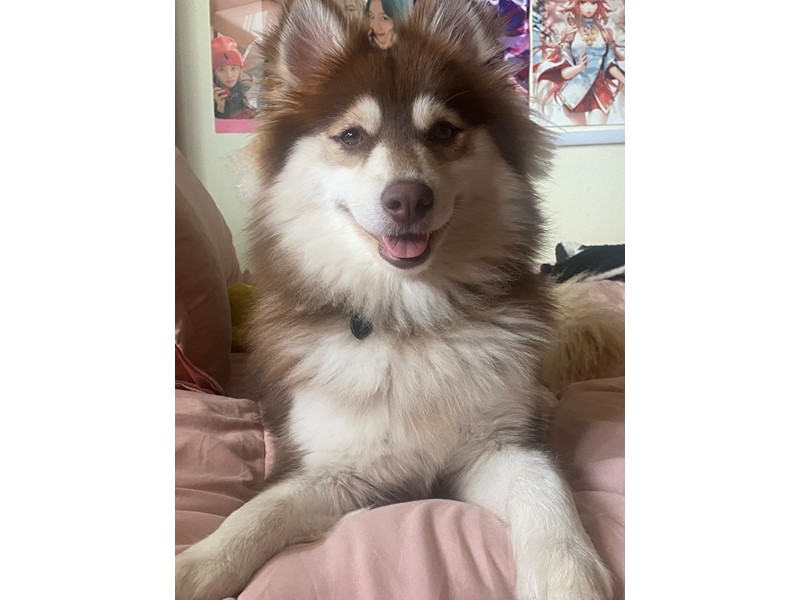 Pet Photo