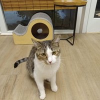 Lost Pet Image
