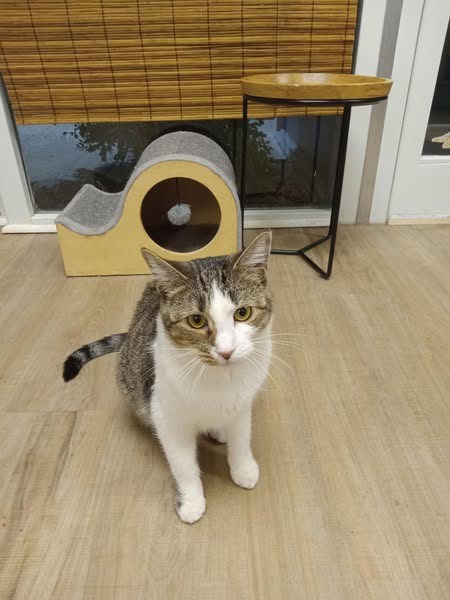 Pet Photo