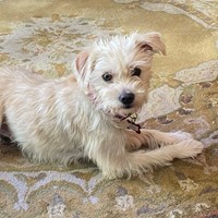 Lost Pet Image