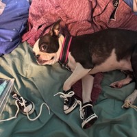 Lost Pet Image