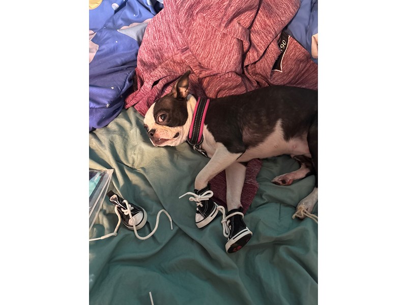 Pet Photo