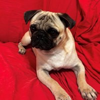 Lost Pet Image