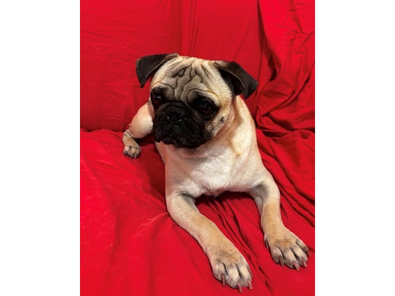 Pet Photo