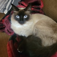 Lost Pet Image