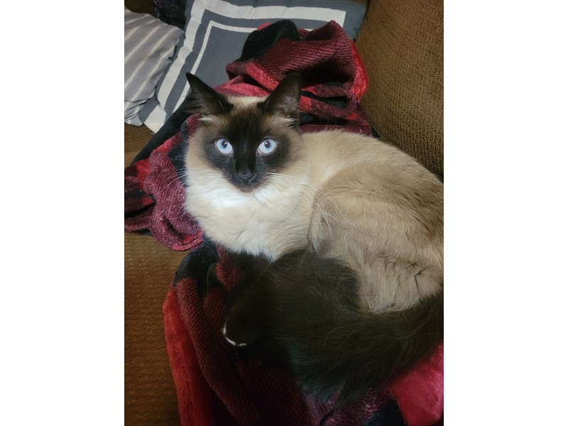 Pet Photo