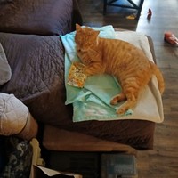 Lost Pet Image