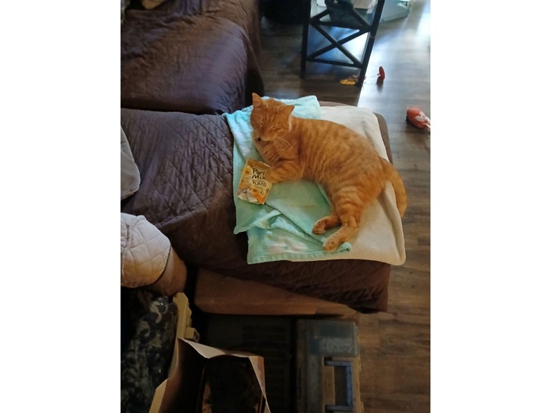 Pet Photo