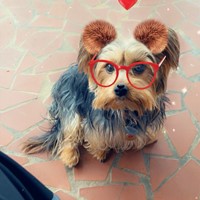 Lost Pet Image