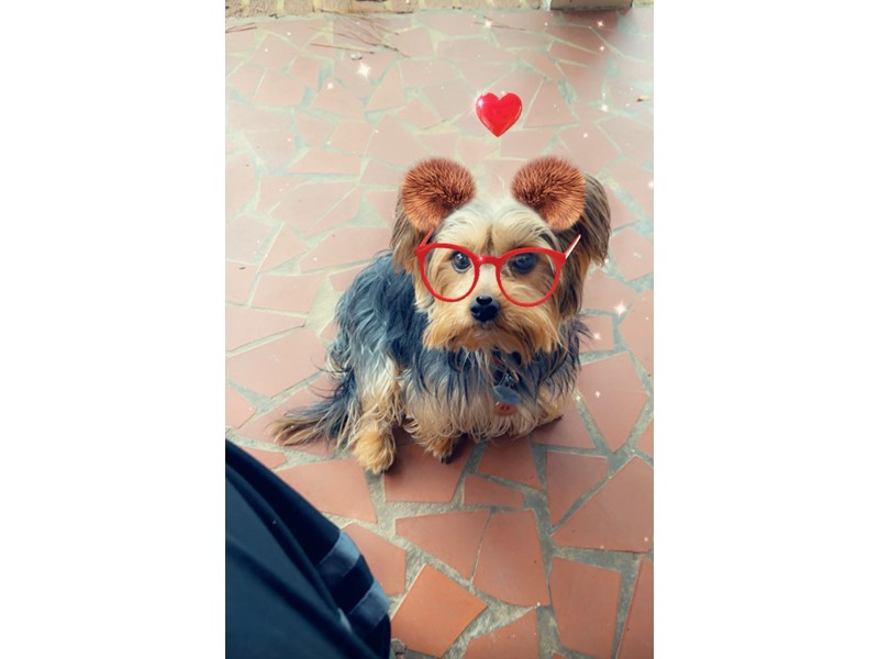 Pet Photo