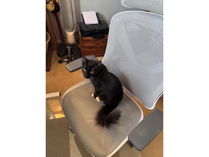 Pet Photo