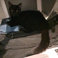 Lost Pet Image