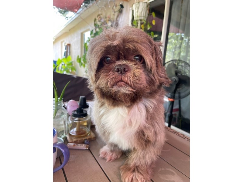 Pet Photo