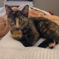 Lost Pet Image