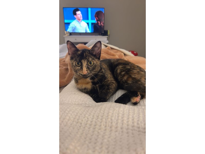 Pet Photo