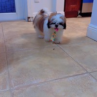 Lost Pet Image