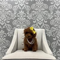 Lost Pet Image