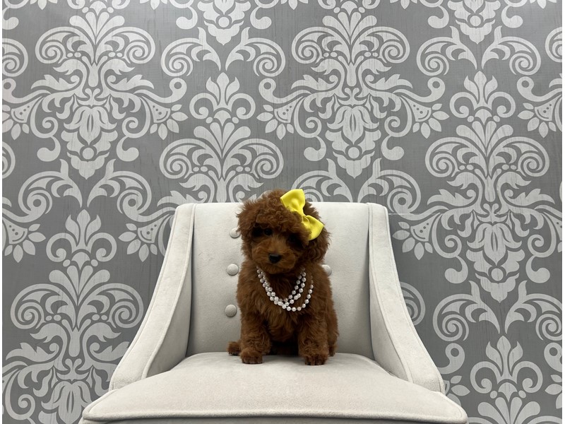 Pet Photo