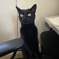 Lost Pet Image