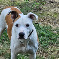 Lost Pet Image