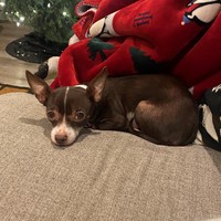 Lost Pet Image