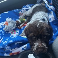 Lost Pet Image