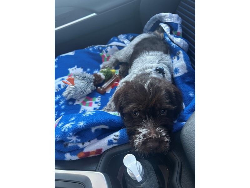 Pet Photo