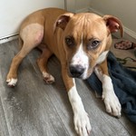 Beast, American Pit Bull Terrier, lost pet near Willard, MO