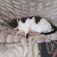 Lost Pet Image