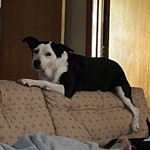 Gracie, American Pit Bull Terrier, lost pet near Murphysboro, IL