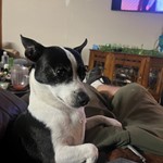 Macie, Jack Russell Terrier, lost pet near Murphysboro, IL