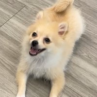 Lost Pet Image