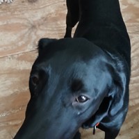 Lost Pet Image
