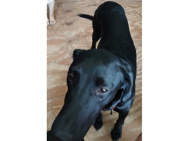 Pet Photo