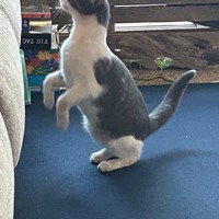 Lost Pet Image