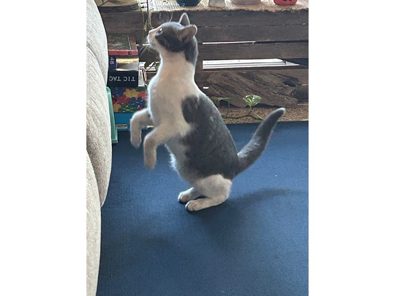 Pet Photo