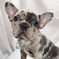 Lost Pet Image