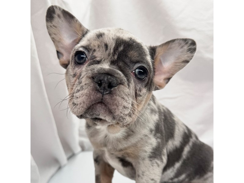 Pet Photo