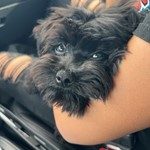 Shadow, Miniature Poodle/Miniature Poodle, lost pet near Suisun City, CA