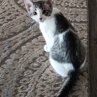 Lost Pet Image