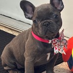 Roma Almaguer, French Bulldog, lost pet near El Portal, FL